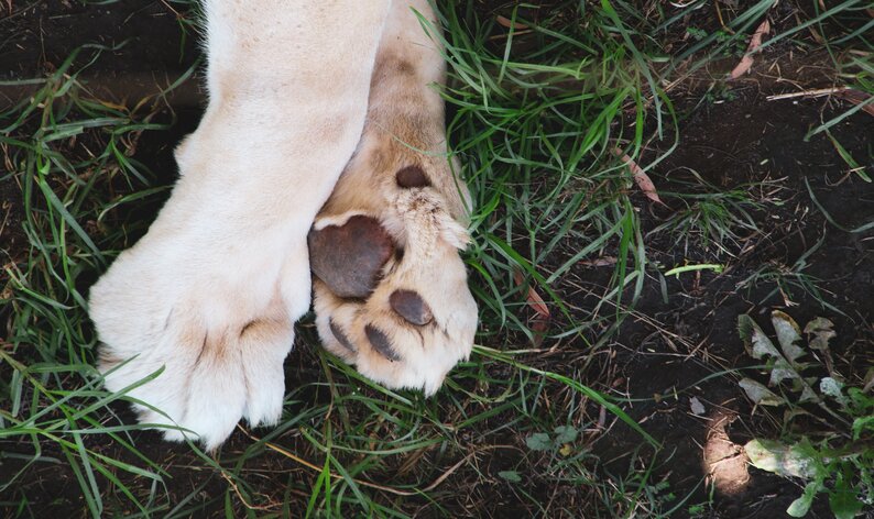 ferida na pata do cachorro