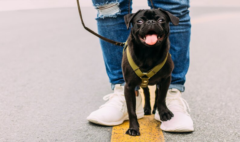 ferida na pata de cachorro