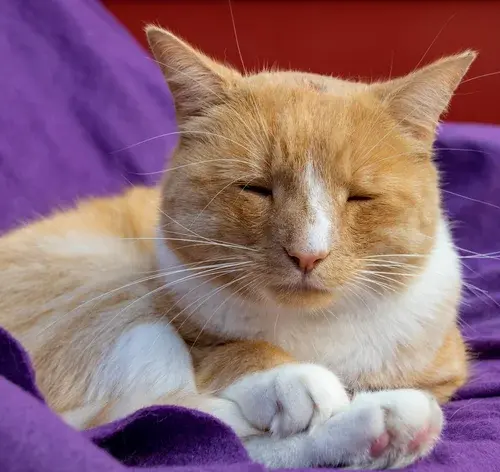 fibrossarcoma-em-gatos capa