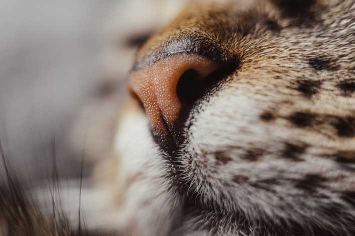 focinho de gato