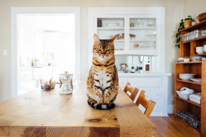 Gato com rabo quebrado: e agora?