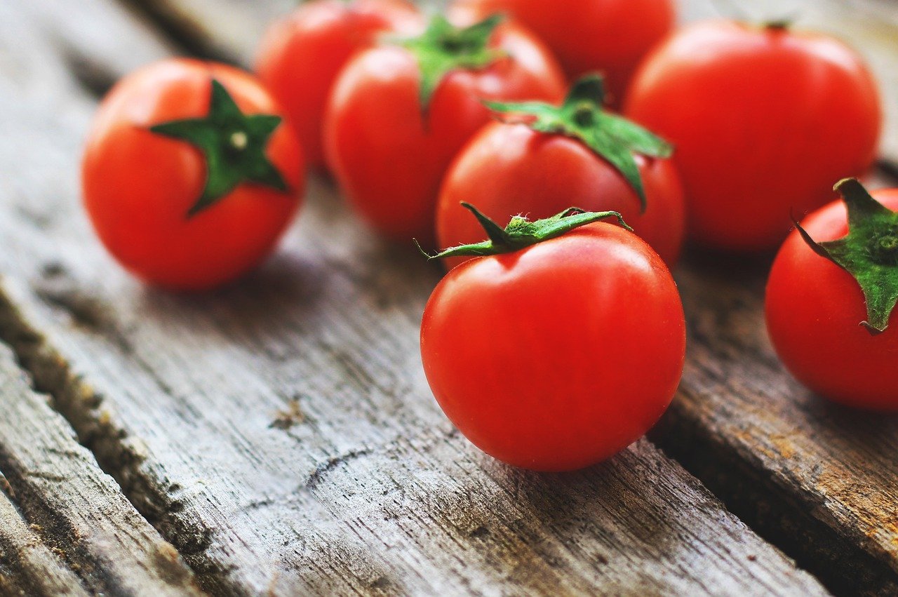 gato pode comer tomate? Não!