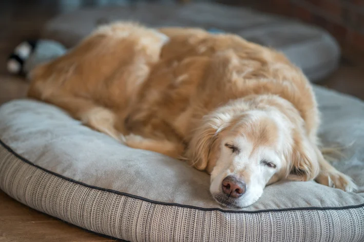 Golden Retriever deitado em uma almofada