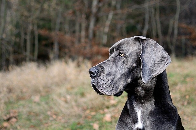 maior cachorro do mundo