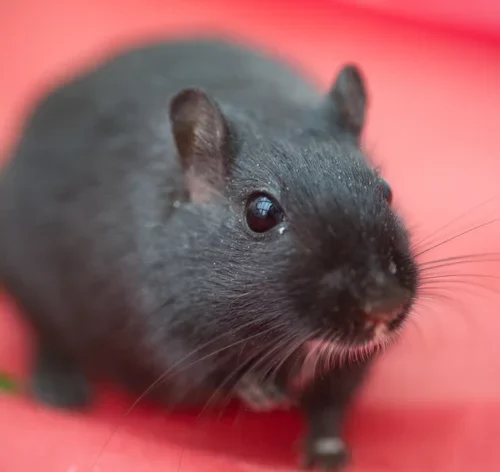 hamster preto sentado