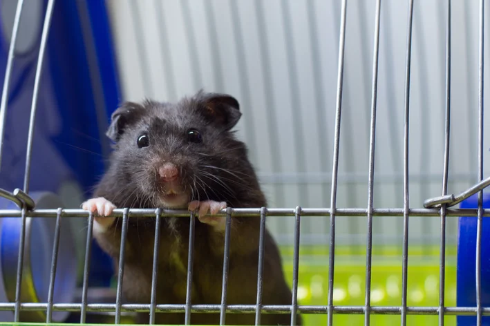 hamster sírio preto na gaiola