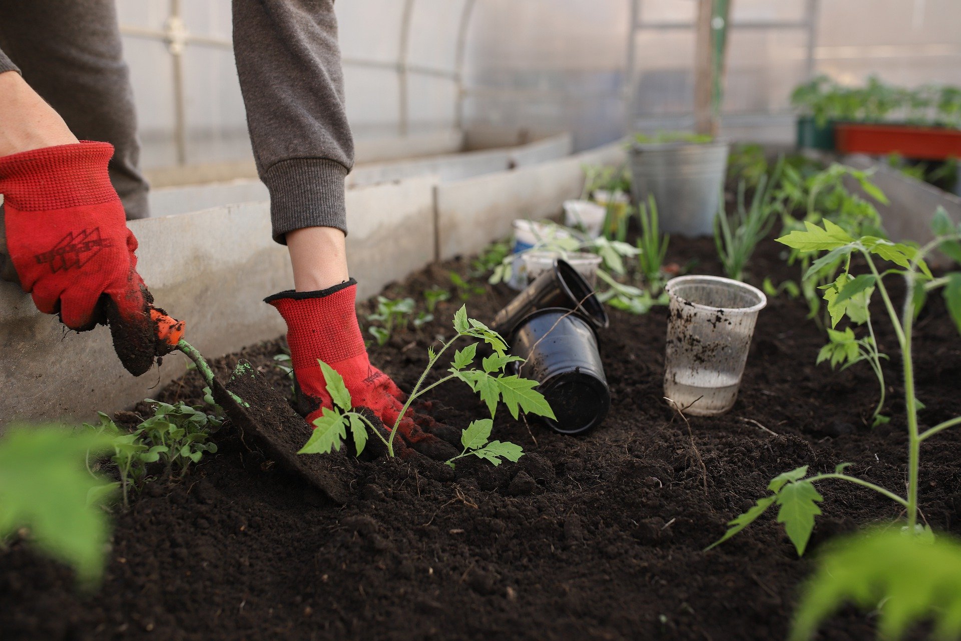 jardim com pedras e plantas