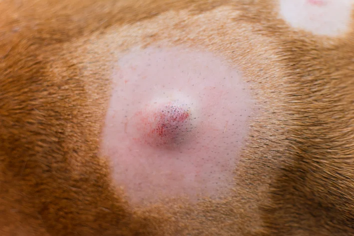 lipoma em cachorro tratamento