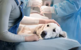 cachorro com lipoma deitado na mesa de cirurgia