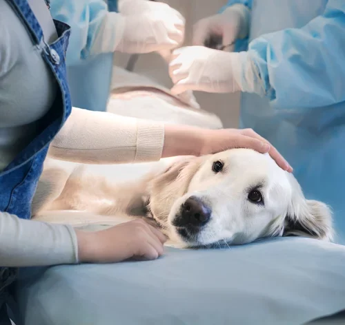 cachorro com lipoma deitado na mesa de cirurgia