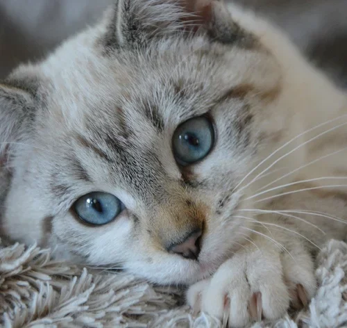 lipoma em gatos animal doente