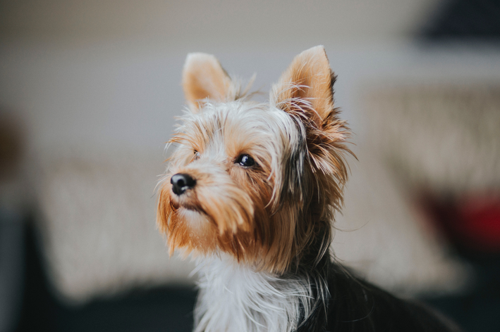 nome de cachorro pequeno