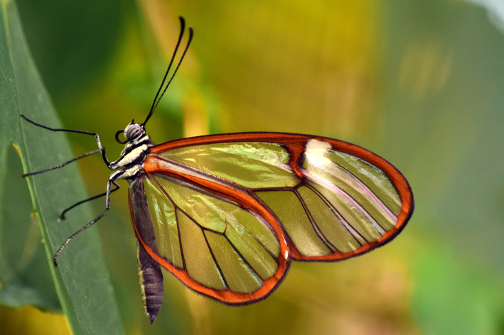 o animal mais bonito do mundo