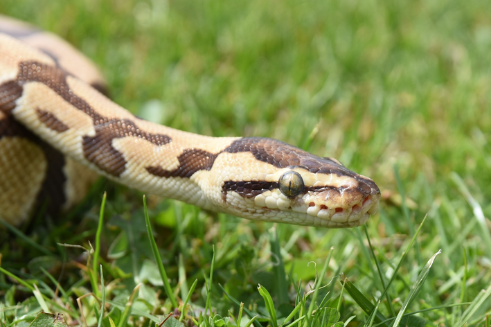 o que a cobra come