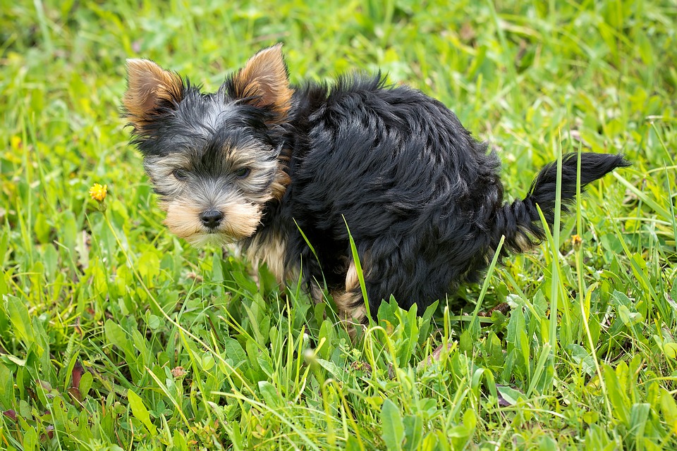 Conheça as causas que levam um cachorro a ter prisão de ventre.