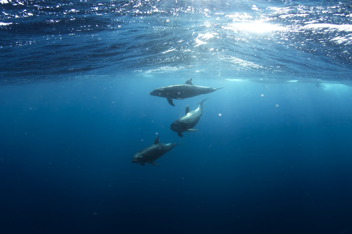 o que são animais aquáticos