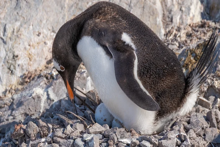 pinguim cuidando dos ovos