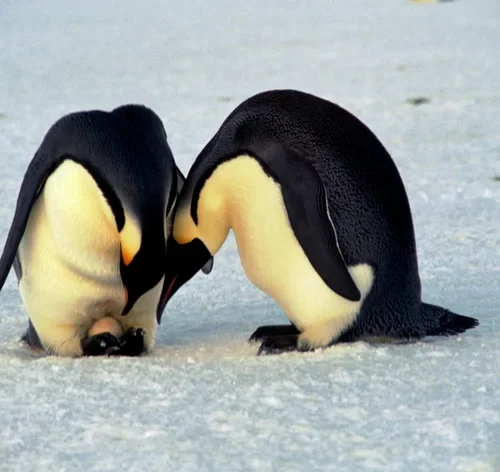 pinguins são animais que botam ovos