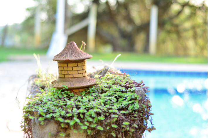 planta dinheiro em penca como cuidar