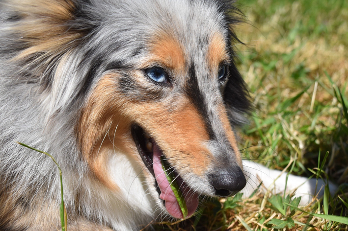 Plantar milho de pipoca para cachorro: veja as vantagens