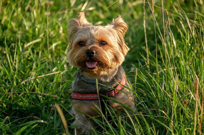 O milho de pipoca para cachorro é seguro?