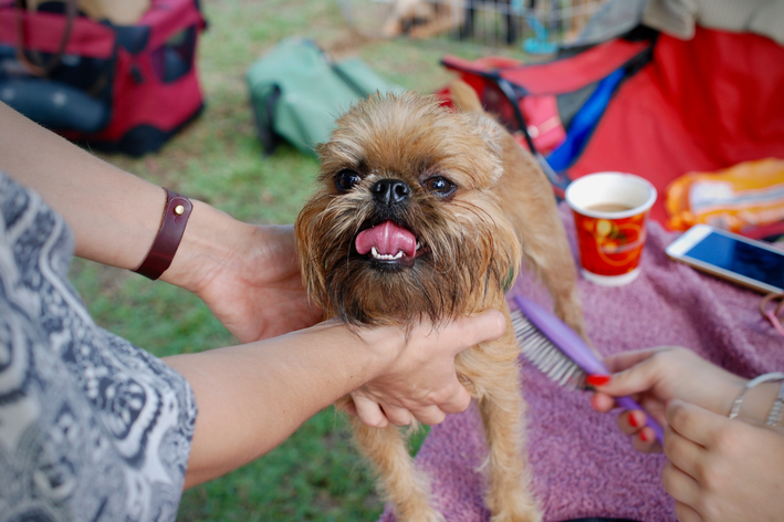 Cuidados gerais com os pelos dos cachorros