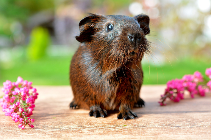 porquinho da índia pode comer chuchu