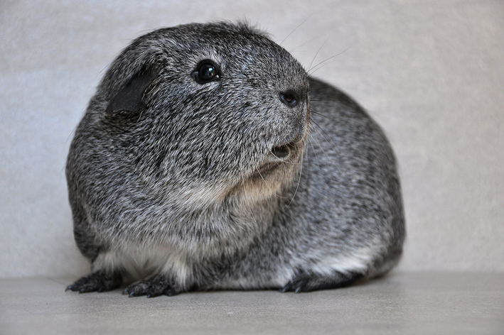 porquinho da índia pode comer chuchu