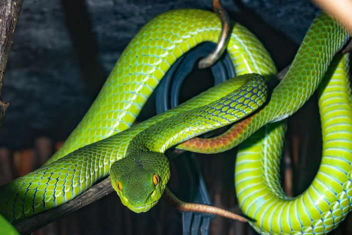 qual a diferença entre cobra e serpente