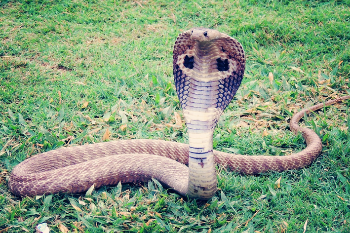 30 Ciondoli Serpente In Lega Di Zinco Anticata – Pendenti A Forma Di Cobra Per Gioielli Fai Da Te (18,5x34 Mm, Foro 2,2 Mm)