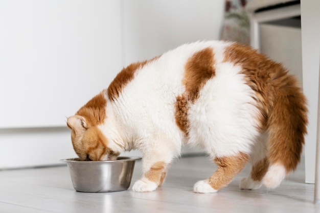 gato se alimentando