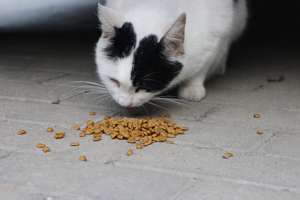 quantas vezes o gato deve comer por dia