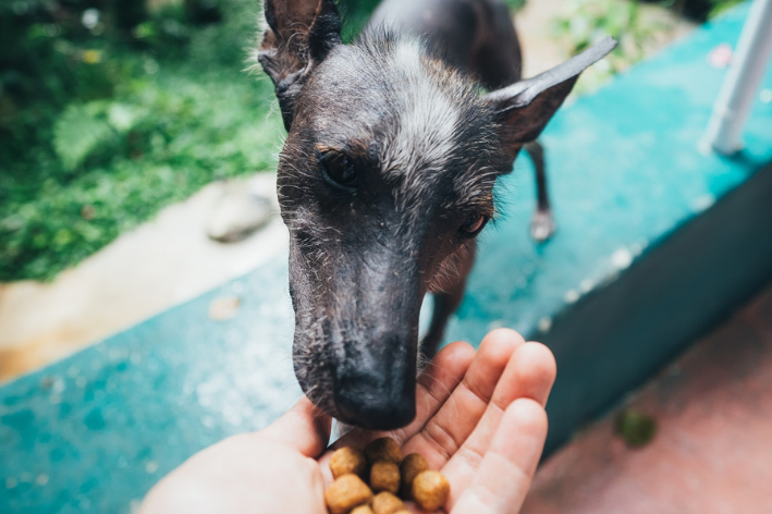 quantas vezes um cachorro deve comer por dia sendo idoso