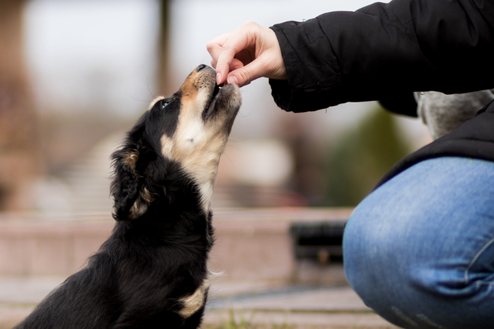 quantas vezes um cachorro deve comer por dia