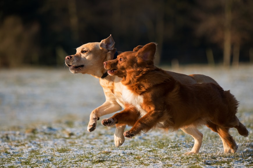 quantos anos vive um cachorro