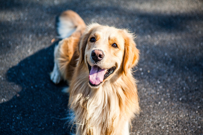 raças de cachorros amorosos