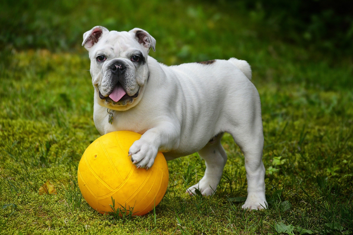 raças de cachorros amorosos