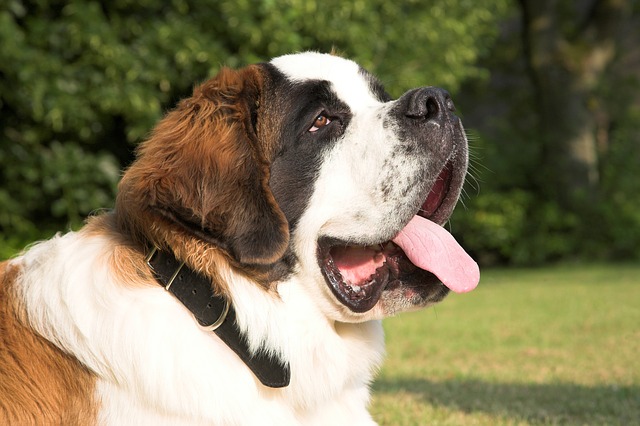 Cachorros fofos