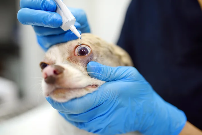 Tratamento para cão com olho vermelho