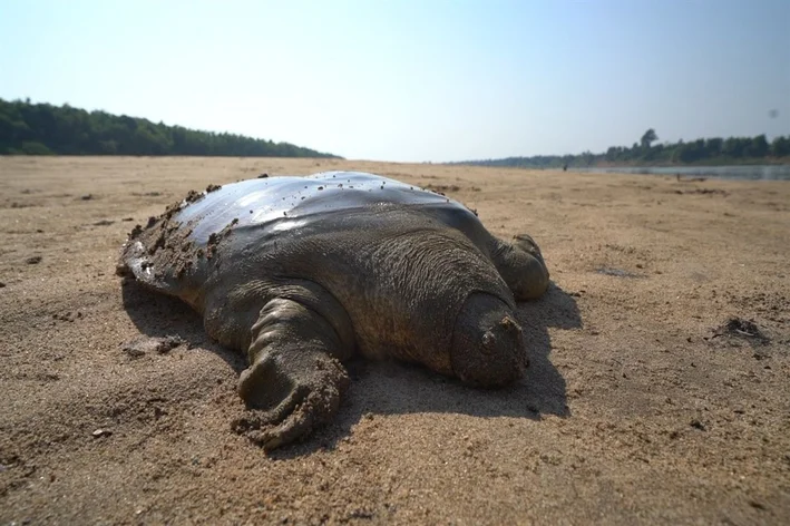 Tartaruga de Casco Mole de Swinhoe (Rafetus swinhoei)
Animal mais raro do mundo