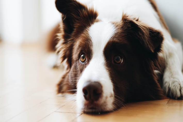 Como cuidar de unha de cachorro quebrada