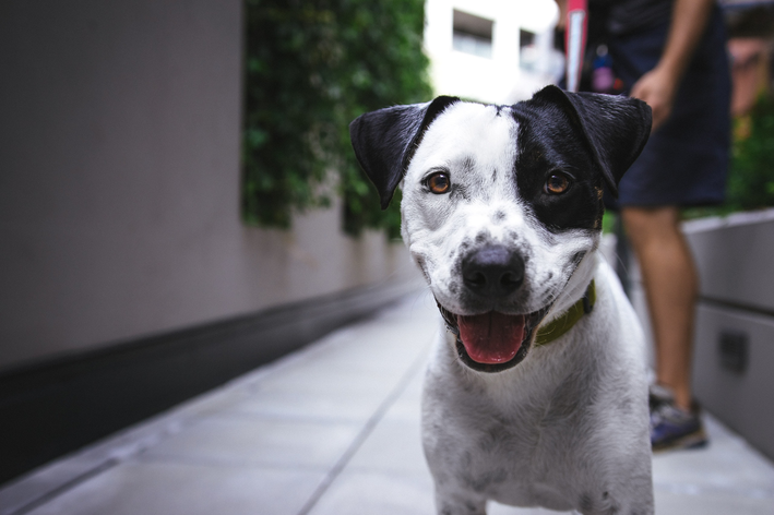 Cuidados com vitiligo em cachorro