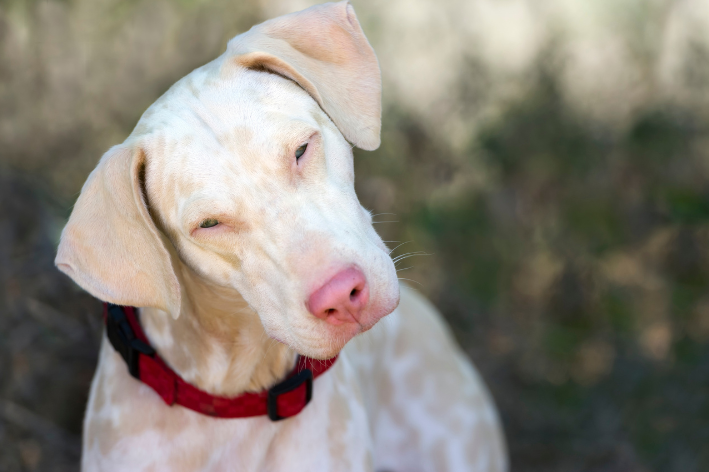 labradores albinos