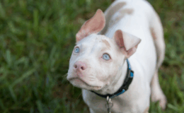 albinismo canino