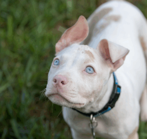 albinismo canino