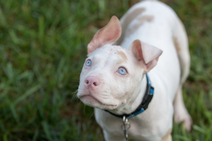 albinismo canino