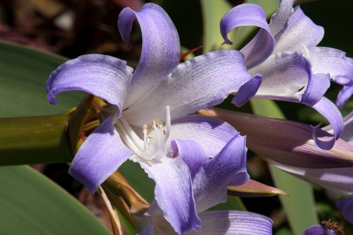 Amarílis Azul