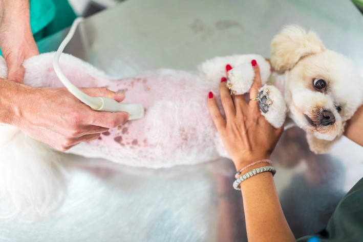 Cachorro fazendo exame  de ultrassonografia abdominal no veterinário