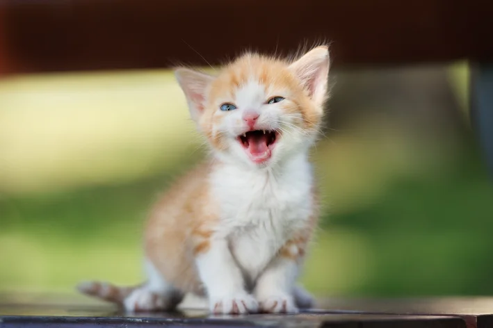 dente de gato filhote