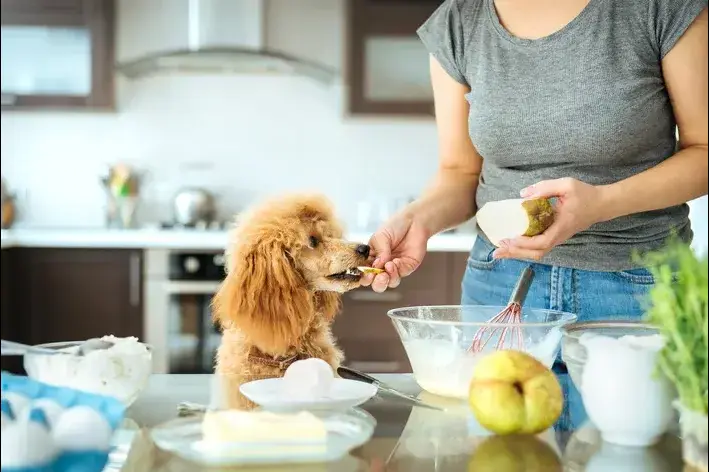 pera para cachorro